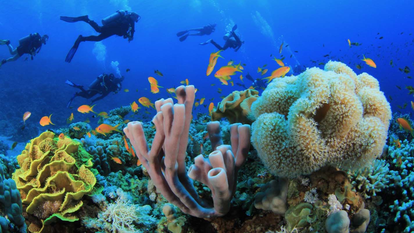 Exploring the Wonders of Coral Reefs: Diving Adventures in the Maldives